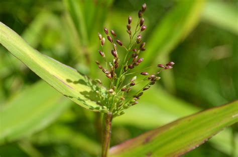 Flowering Grasses - need ID - Watching for WildflowersWatching for Wildflowers