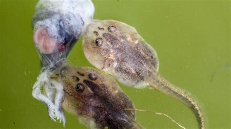 Cannibalistic tadpoles and matricidal worms point to a powerful new ...