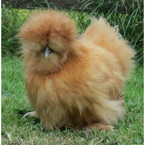 Cackle Hatchery Buff Silkie Bantam Chicken - Straight Run (Male and Female) - 303 | Blain's Farm ...