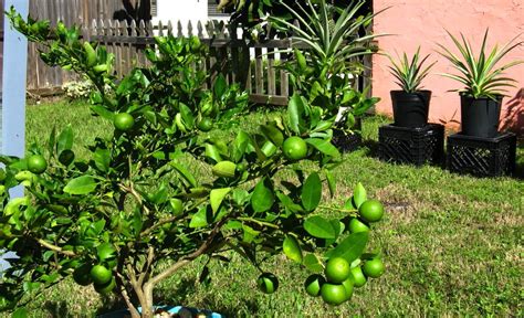 Pin by Deb Hogan on Florida Plants | Key lime tree, Florida plants, Container gardening