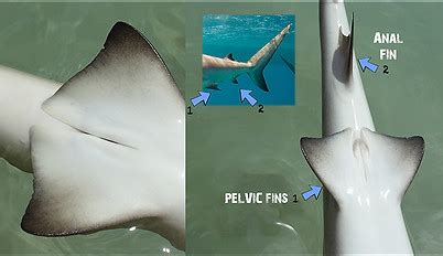 SHARK FINS | sharks4kidsnew