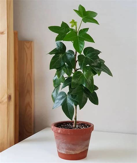 Tree Ivy Plants Plant Care & Growing Basics: Water, Light, Soil ...