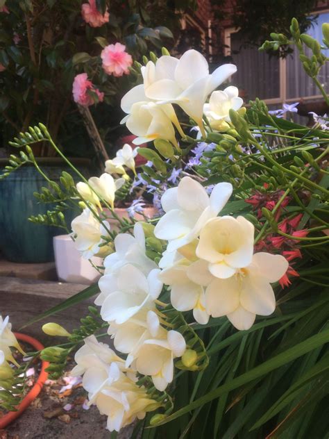 White Freesias | Dream garden, Garden, Beautiful photo