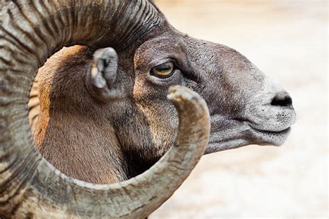 Argali Sheep Stock Photos, Pictures & Royalty-Free Images - iStock