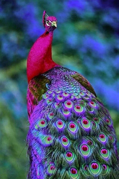 Bring Color To Your Day With These 18 Ridiculously Stunning Creatures ...