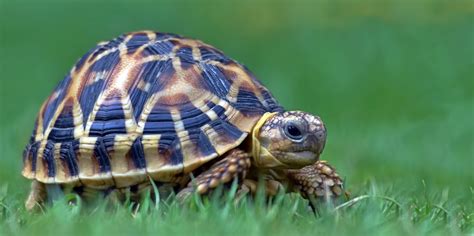 A Guide to Caring for Indian Star Tortoises as Pets