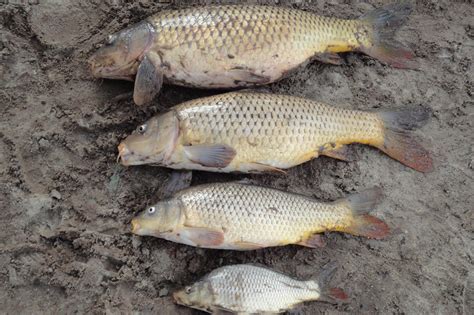 Cyprinus carpio