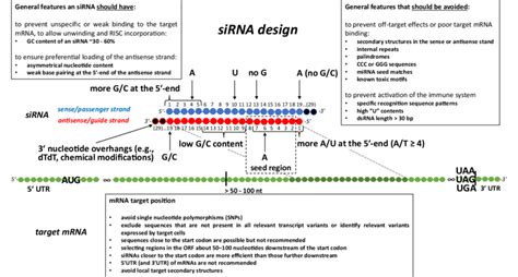 Schematic of important features and parameters in the small interfering... | Download Scientific ...