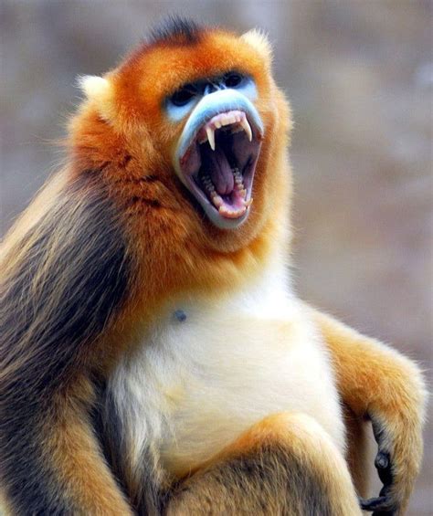 Snub nosed monkey bearing its teeth - Awesome | Weird animals, Animals, Types of monkeys