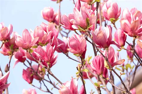 How to Propagate Magnolia Trees from Seed | Gardener’s Path