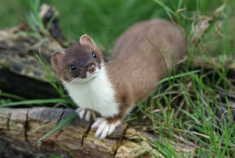 A Stoat, Mustela Erminea, Hunting Around for Food in a Pile of Logs. Stock Image - Image of ...