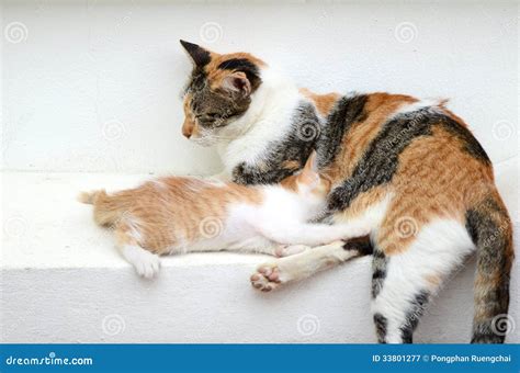 Kitten drinking milk stock image. Image of milk, animals - 33801277