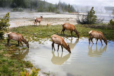 Summer Wildlife Sightings in Yellowstone, WY