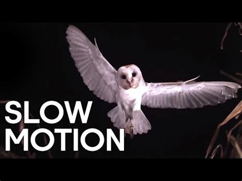 Beautiful Video Of Beautiful Birds Flying In Slow Motion | Gizmodo ...