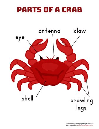 Parts of a Crab | PrimaryLearning.Org