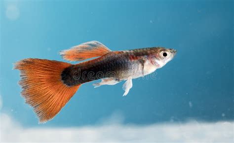 Aquarium fish, , Guppy stock photo. Image of macro, beauty - 108561176