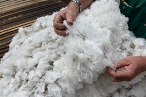 Wool, lamb markets to remain strong in 2019 | The Land | NSW