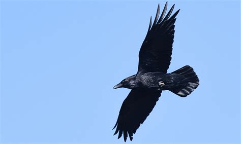 Raven Symbolism & Meaning (+Totem, Spirit & Omens) | World Birds