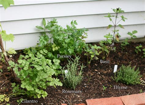 Best Herbs to Grow Indoors at Home - Homeaholic