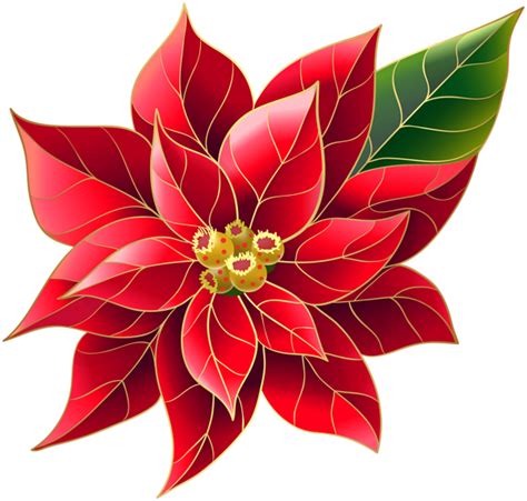 Xmas Poinsettia PNG Clip Art | Christmas flowers, Christmas drawing, Christmas paintings