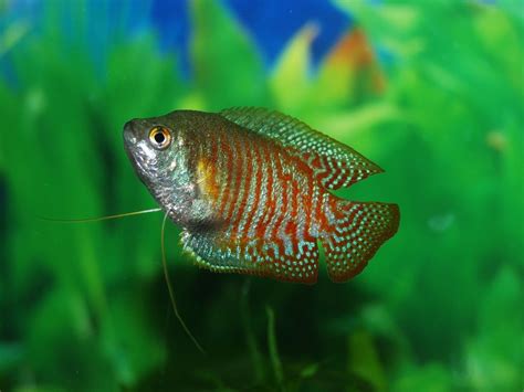 13 Compatible Gourami Tank Mates (The Complete Guide)