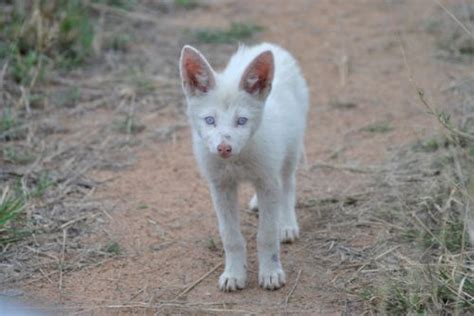 The Albino Jackal: Very rare dog species!! This picture shows a jackal pup!! Its sooooooooo cute ...