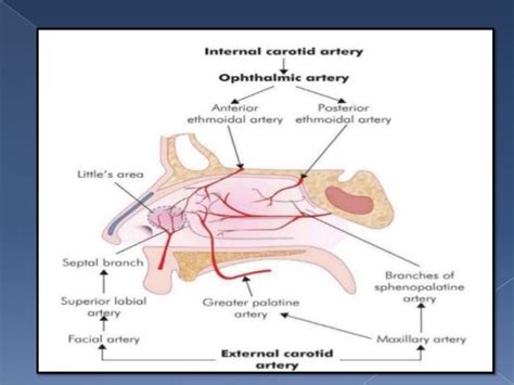 Seven Precautions You Must Take Before Attending Epistaxis | epistaxis | #The Expert