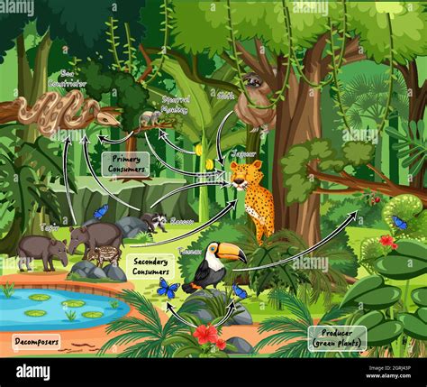 Tropical Rainforest Food Chain Information