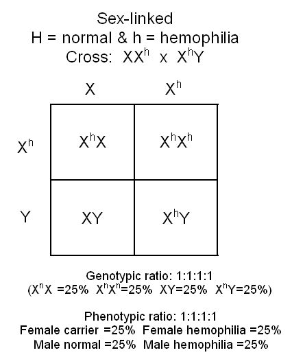 What is the probability that their first son will have hemophilia ...