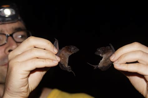 Two New Dog-Faced Bat Species Discovered in Panama and Ecuador ...