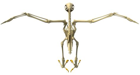 Bald Eagle Skeleton – 3D Horse