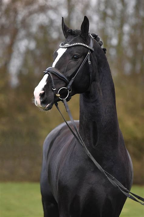 Pin by Haidyn on Dressage in 2020 | Warmblood horses, Horses, Horse breeds