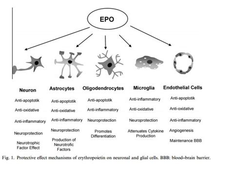 BIOL4550JJ: Erythropoietin - Function