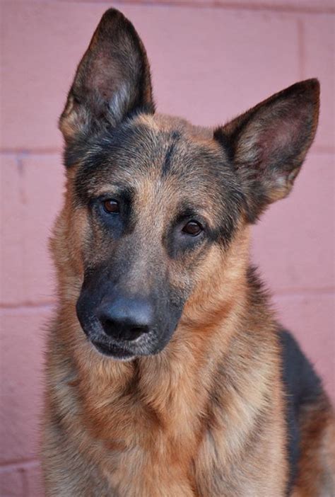 Westside German Shepherd Rescue of Los Angeles #germanshepherd | Schæferhund, Løver, Hunde