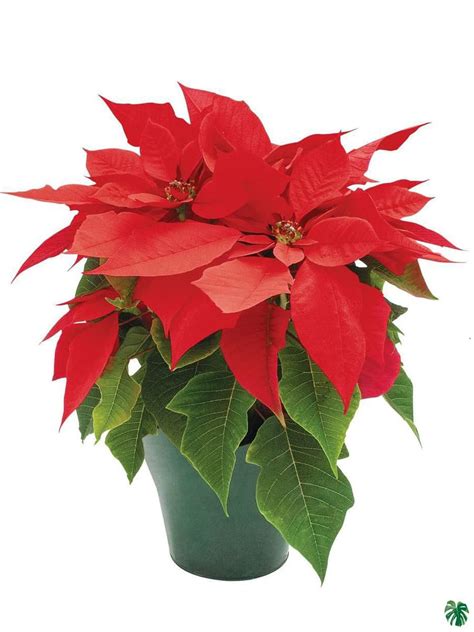 Buy Poinsettia Red Online | Peppyflora®