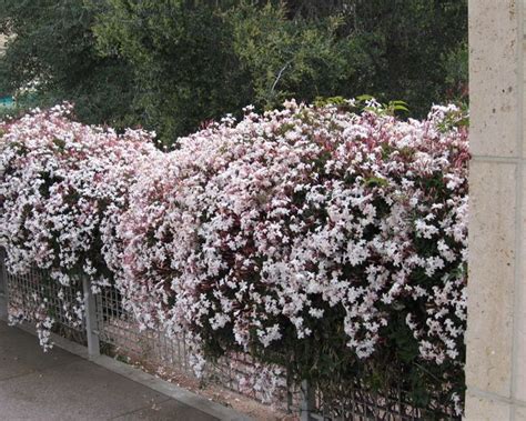 Jasminum polyanthum | Trädgård