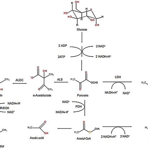 Some important derivatives of 2,3-butanediol and their potential... | Download Scientific Diagram