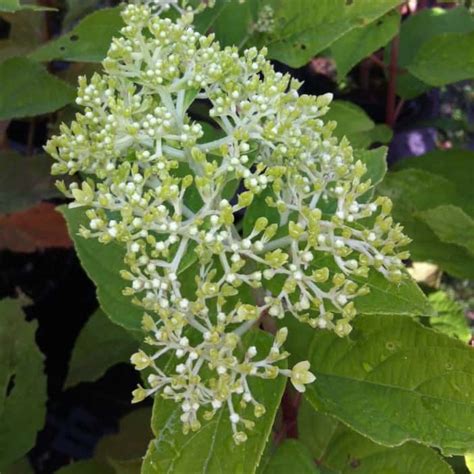 Limelight Hydrangea - Grows tips, pruning, advice and guides