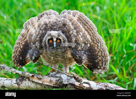 scary long-eared owl , Asio otus wings open Stock Photo - Alamy