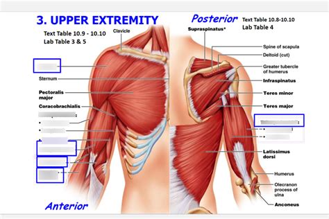 Lab #9: Muscles of Upper Extremity Diagram | Quizlet