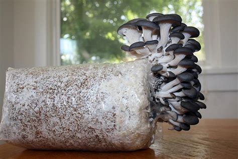 Grow Your Own Oyster Mushrooms With This All-In-One Kit