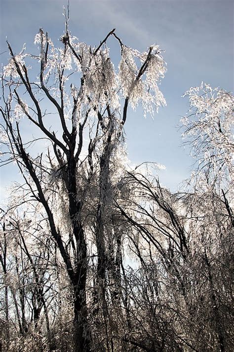 Download Ice Storm Iced Trees Weighted Branches Royalty-Free Stock ...