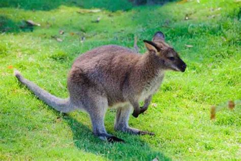 Wallaby Vs. Kangaroo: The Main Differences | Misfit Animals