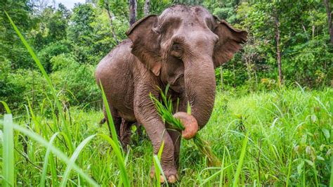 What animal has the largest ears? | Live Science