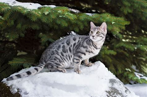 Blue Marble Bengal Cat