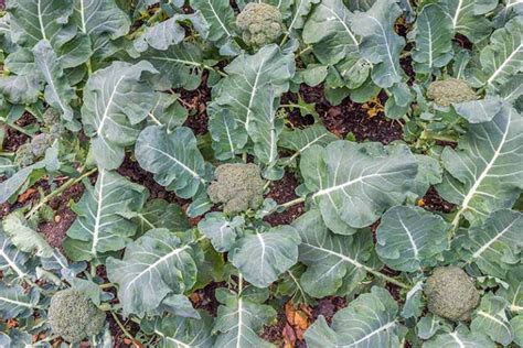 The 10 Best Broccoli Varieties to Grow at Home | Gardeners Path