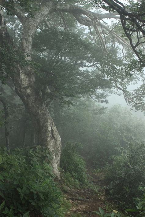 misty forest | Nature aesthetic, Misty forest, Beautiful nature