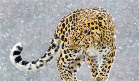 Amur Leopard In Snow Photo | One Big Photo