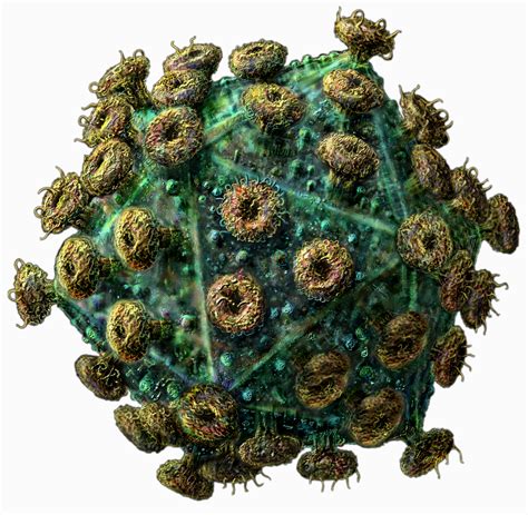 Immunity to Hiv Virus images