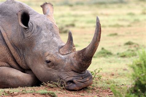 Why allowing the sale of horn stockpiles is a setback for rhinos in the wild